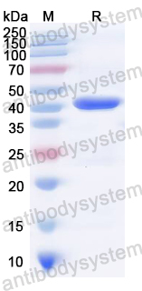 Recombinant Salmonella typhi alr Protein, C-His