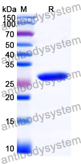Recombinant Brucella suis Response regulator transcription factor Protein, N-His