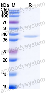 Recombinant Streptococcus dysgalactiae GapA Protein, N-His