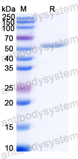 Recombinant Streptococcus pyogenes ska/Streptokinase Protein, N-His-SUMO