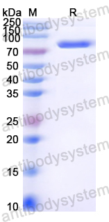 Recombinant Streptococcus suis ApuA Protein, N-His