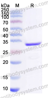 Recombinant Staphylococcus aureus entA/SEA Protein, N-His