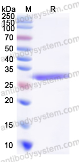 Recombinant Staphylococcus aureus entC2/SEC2 Protein, C-His