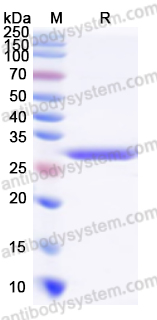 Recombinant Staphylococcus aureus entE/SEE Protein, C-His