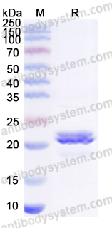 Recombinant Staphylococcus aureus entD/SED Protein, C-His