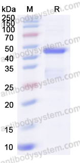 Recombinant Haemophilus influenzae Hia5 Protein, N-His