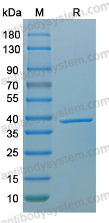 SDS-PAGE for Recombinant Akkermansia muciniphila Amuc_1100 Protein, C-His ?>