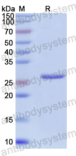 Recombinant Aedes albopictus NIX Protein, C-His