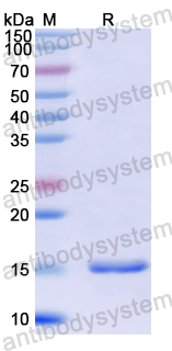 Recombinant Bemisia tabaci Delta(12)-fatty-acid Desaturase FAD2-like Protein, N-His