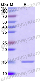 Recombinant Bemisia tabaci Delta(12)-acyl-lipid-desaturase-like Protein, N-His