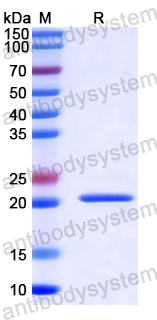 Recombinant Bemisia tabaci PTGES3/P23 Protein, N-His