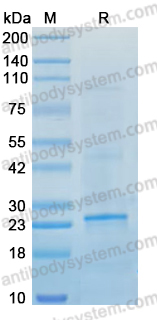 Recombinant Plasmodium falciparum VAR2CSA Protein, N-His