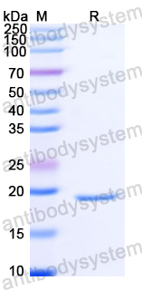 Recombinant Yellowfever mosquito Aed a 4/MAL1 Protein, N-His