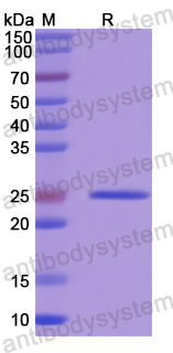 Recombinant Tomato YTHDC/LOC101245931 Protein, N-His
