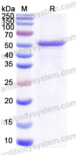 Recombinant Common timothy PHLPIV/Phl p 4 Protein, N-His