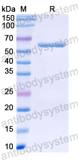 Recombinant Citrus clementina Laccase Protein, N-His