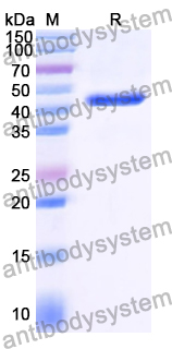 Recombinant Rice ABI5 Protein, N-His