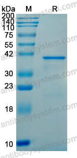 Recombinant Arizona cypress Cup a 1 Protein, C-His