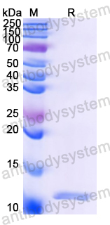 Recombinant Peach Pru p 1/Pru p 3 Protein, C-His