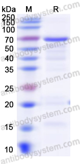 Recombinant Apple PPO Protein, C-His